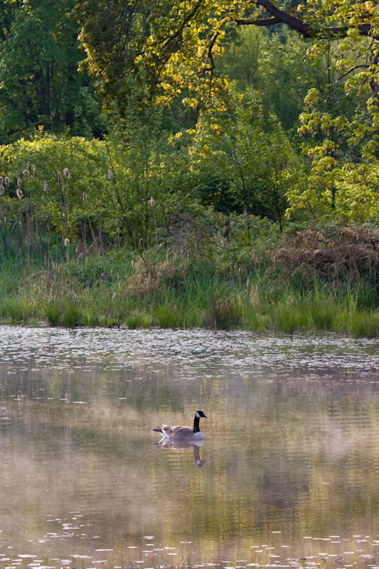 Canadian Goose Reflected In Wetland